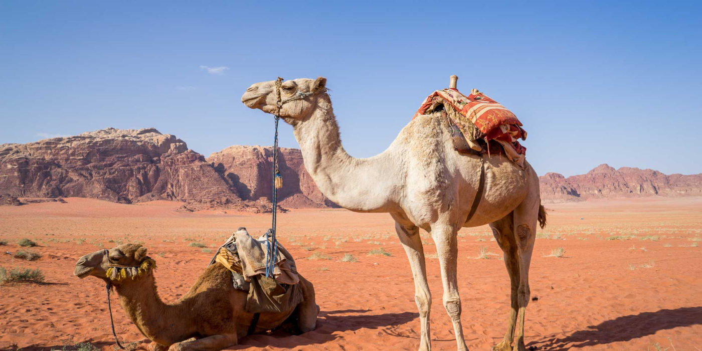 jordan-camels