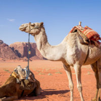 jordan-camels