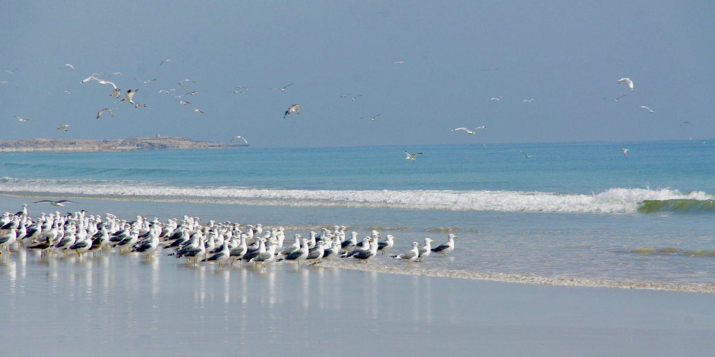 Oman coast