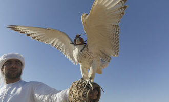 falcon-abu dhabi