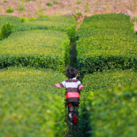 jeju-green-tea-plantation-nature-family-child