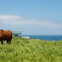 ju-island-landscape-sea-jeju-horse
