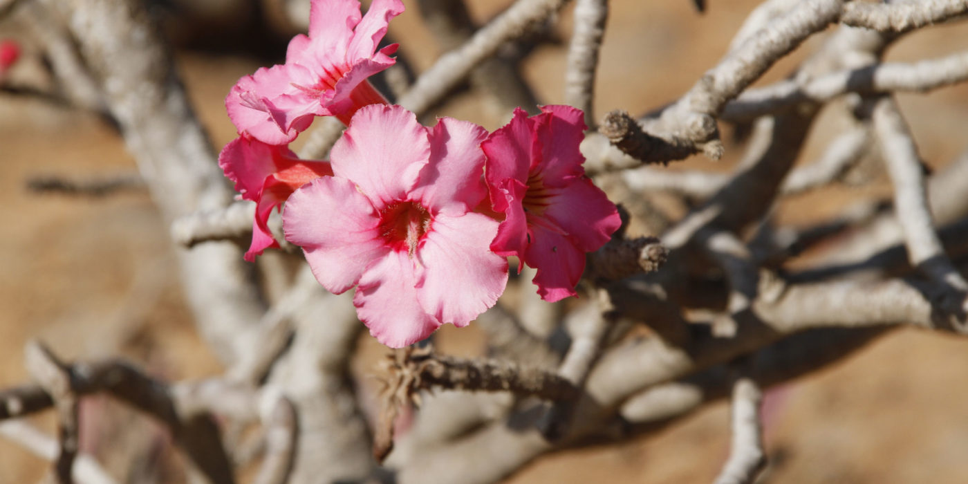 Oman desert flower