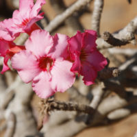 Oman desert flower
