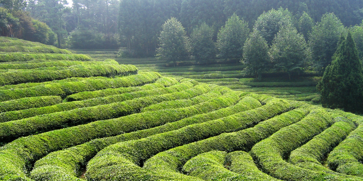boseong-tea-green-tea-plantation