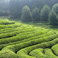 boseong-tea-green-tea-plantation