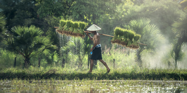 agriculture-asia-cambodia-grain
