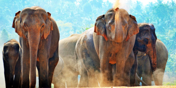 elephants-sun-bath-playing-with-sand-sri-lanka