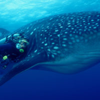 WhaleShark Amos Nachoum Galapagos Sky