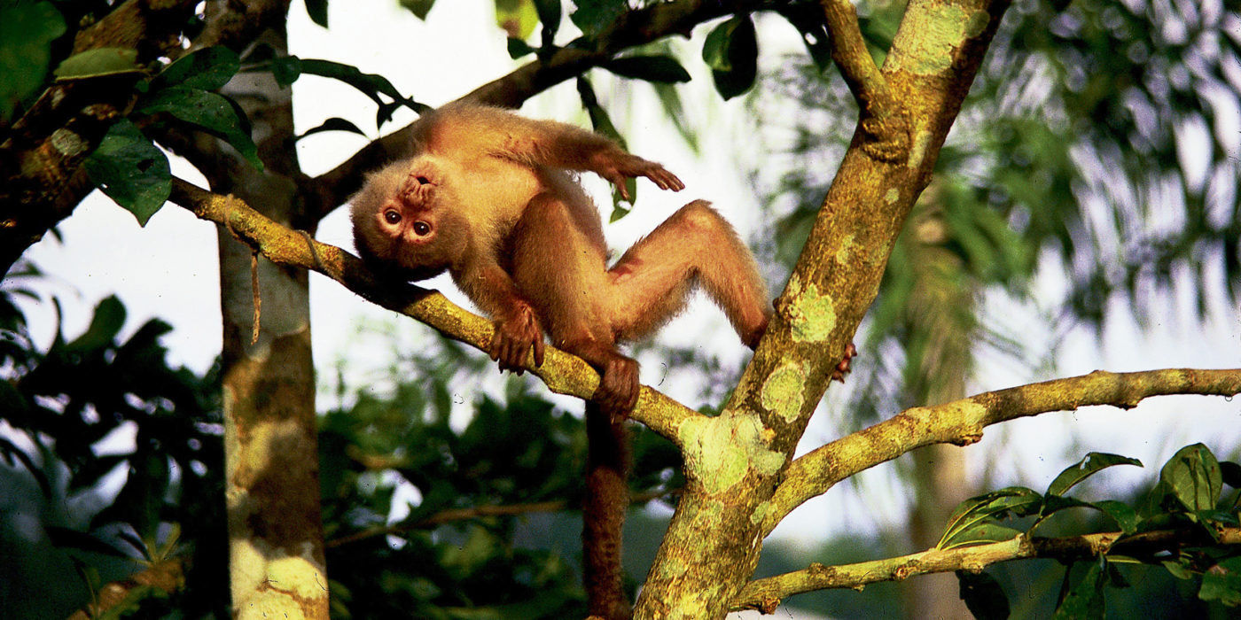 capuchin-amazon-landing-page