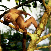 capuchin-amazon-landing-page