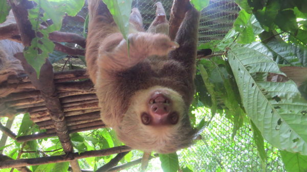 Franzetti Sloth