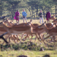 richard-river-camp-kenya-safari-gazelle
