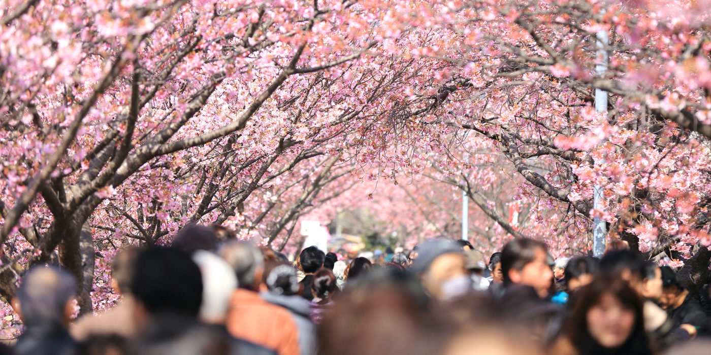 Ueno Park japan cherr blossom sakura