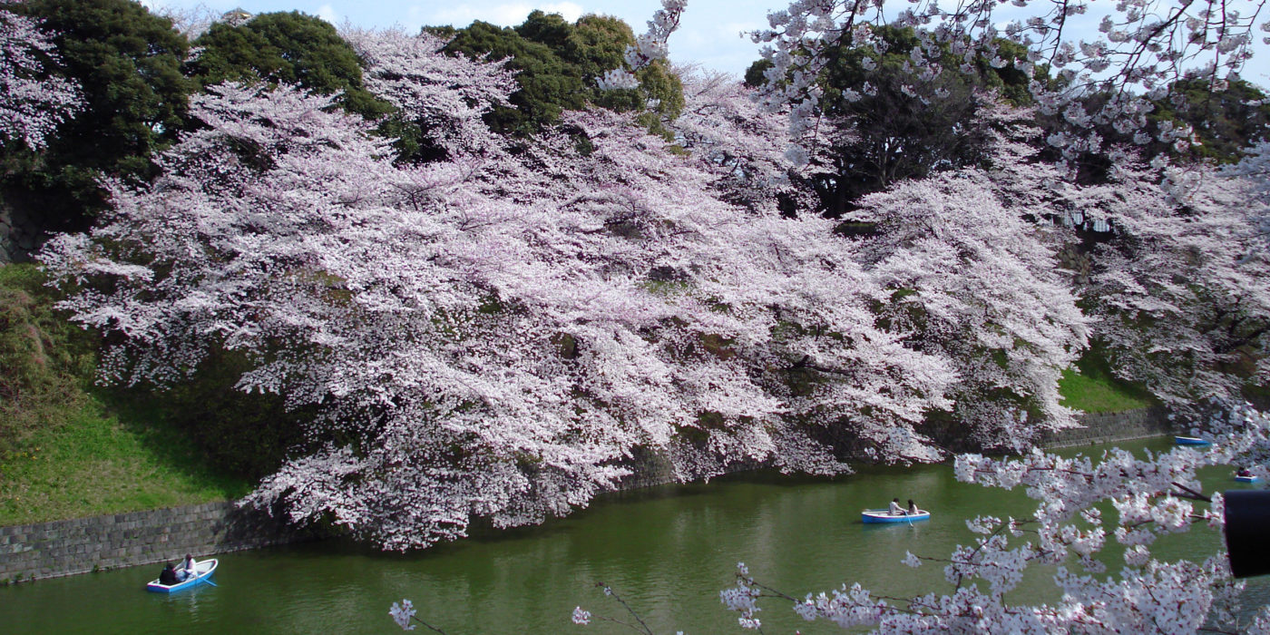 cherry-blossoms-Chidori-ga-fuchi-sakura