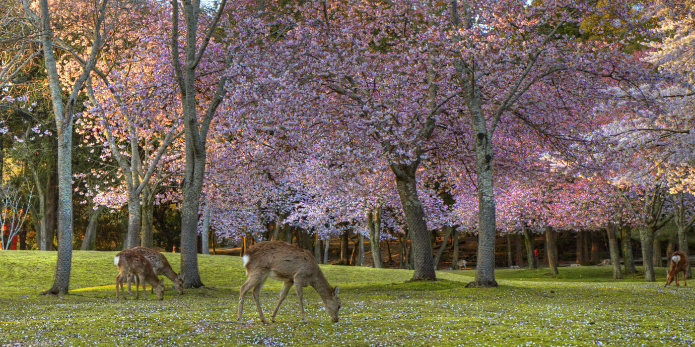 sakura-nara-cherry-blossom-deer