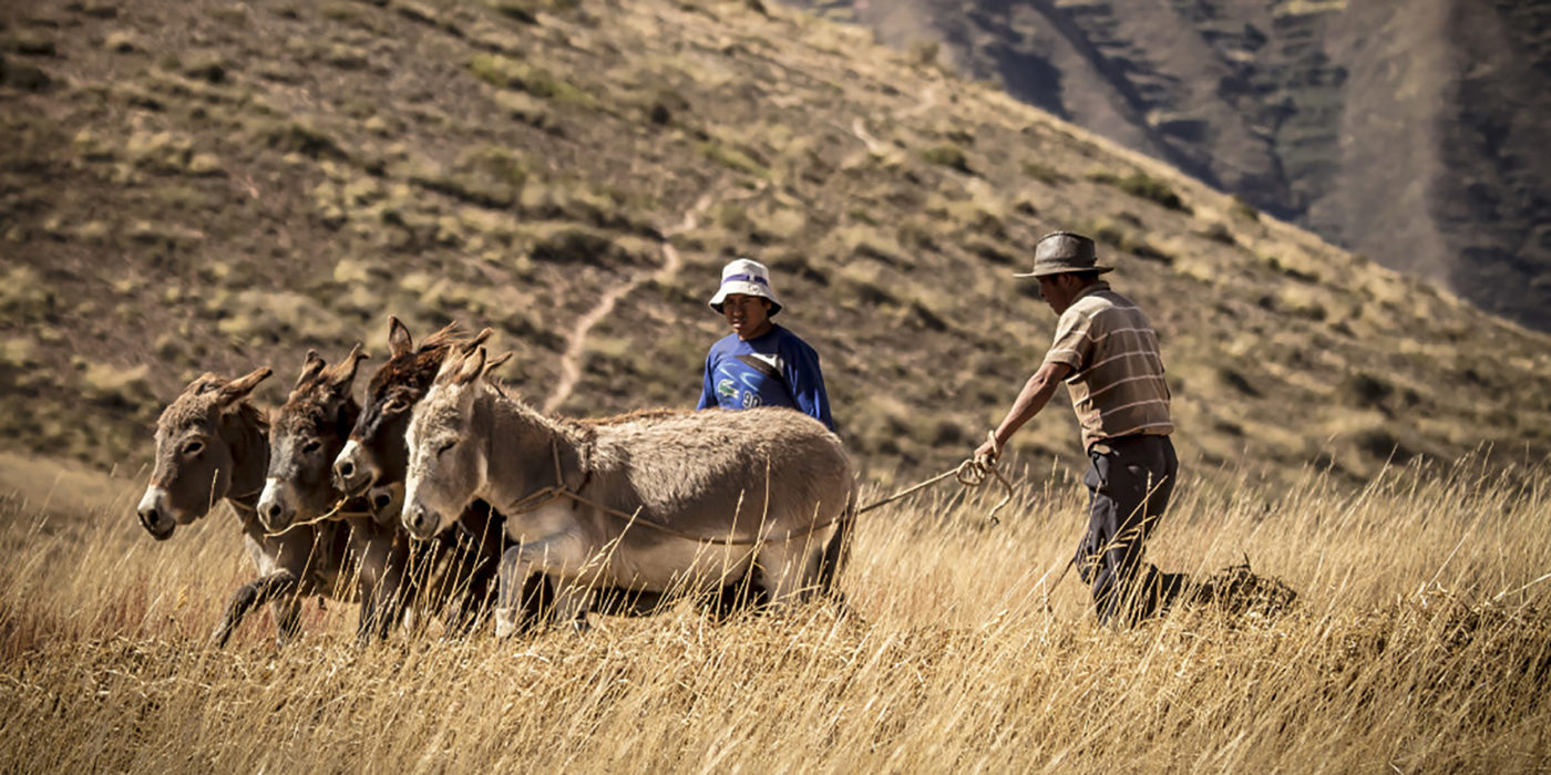 Urubamba-peru-donkey-field-farm-workers-locals