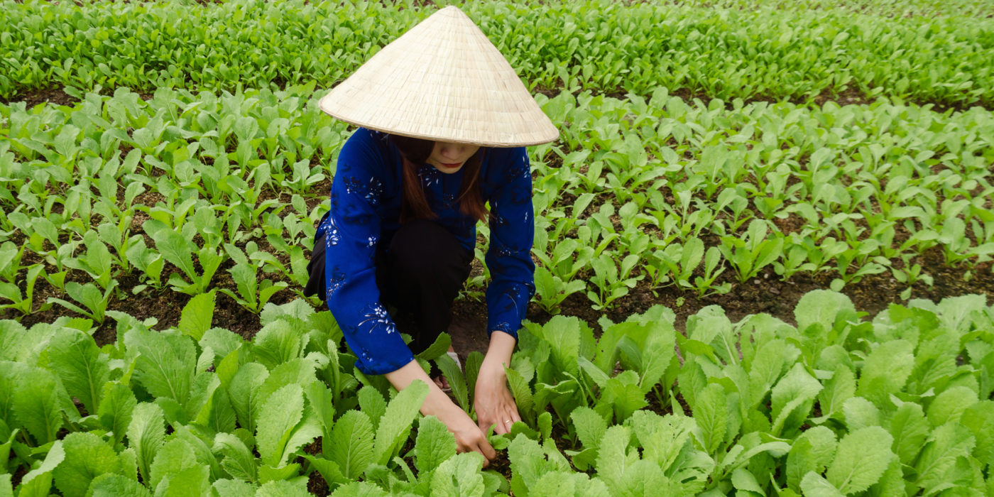 agriculture-Vietnam tour-farming-organic-tour