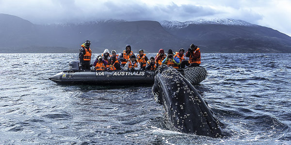 Australis-Patagonia-Cruises-excursion-whale-wildlife-argentina-chile