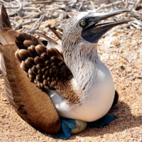 galapagos-ecuador-blue-footed-boobie-bird-wildlife