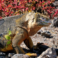 galapagos-ecuador-wildlife-iguana-lizard