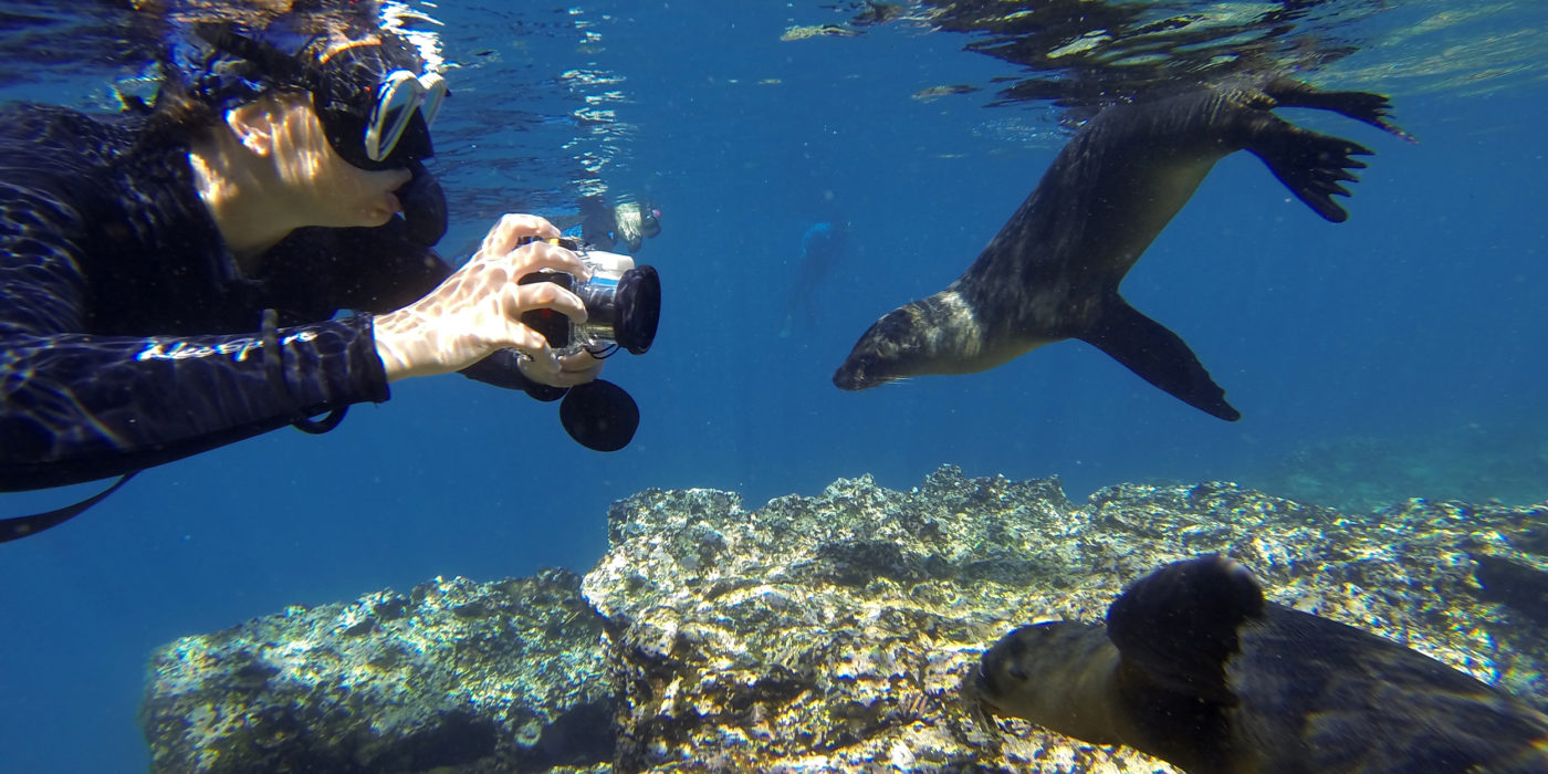 galapagos-ecuador-wildlife-snorkel-seal-underwater