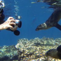 galapagos-ecuador-wildlife-snorkel-seal-underwater