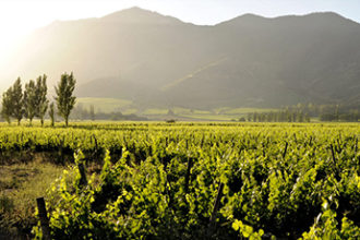 Casa Real Chile Wine vineyard