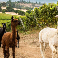 Matetic Vineyard sunset llama winery