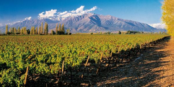South America Chile Wine VInayard Winery