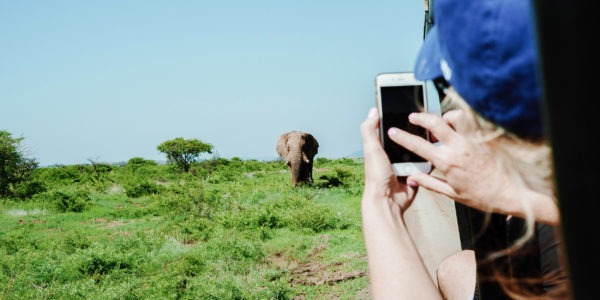 Elephant-south-africa-safari-photo-phone-picture