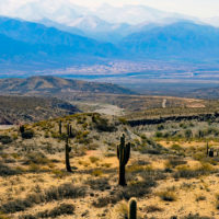 argentina-cactus-landscape