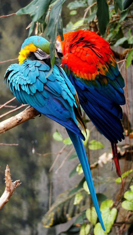 peru-amazon-macaw