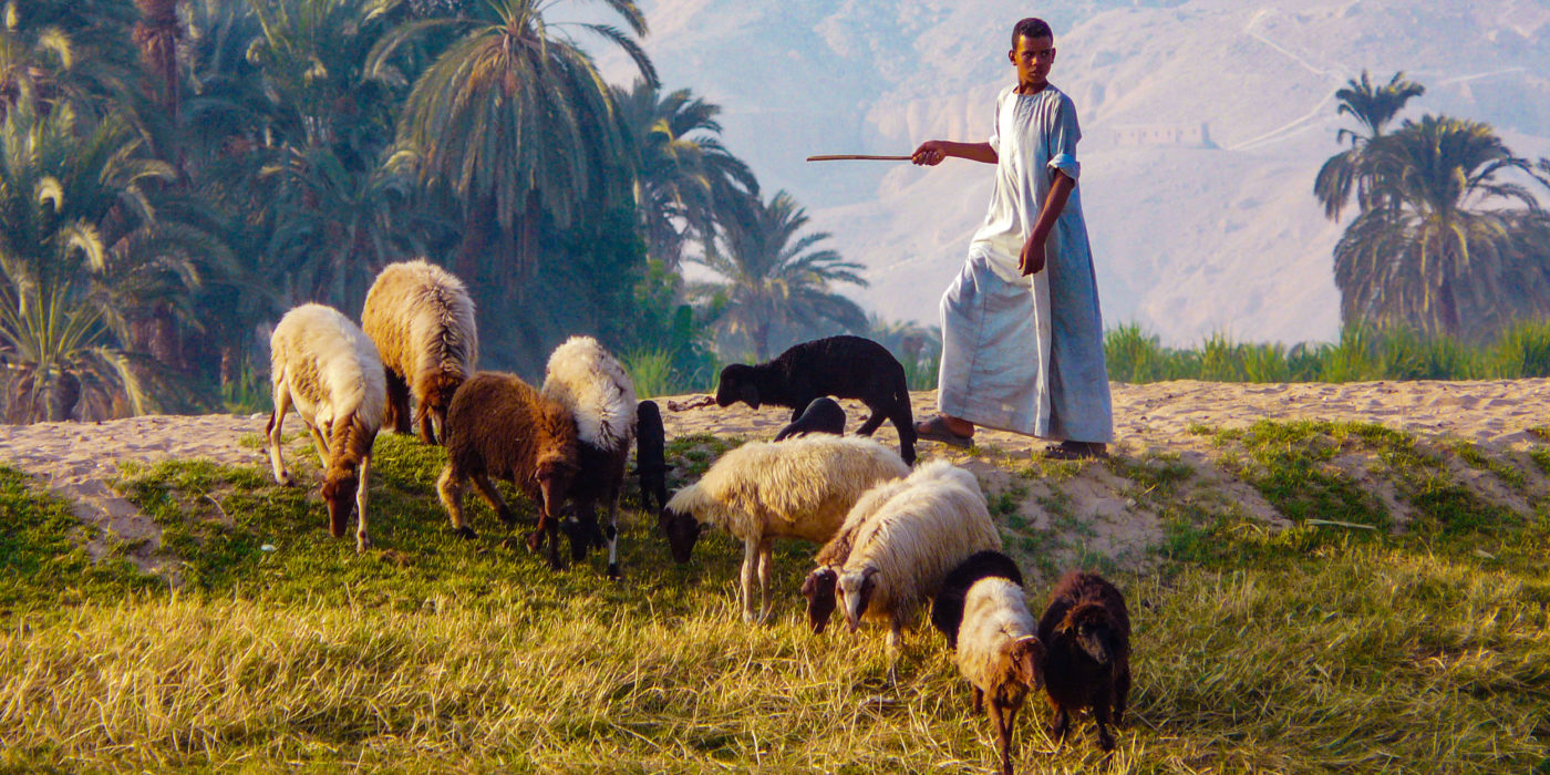 shepherd-flock-luxor-egypt