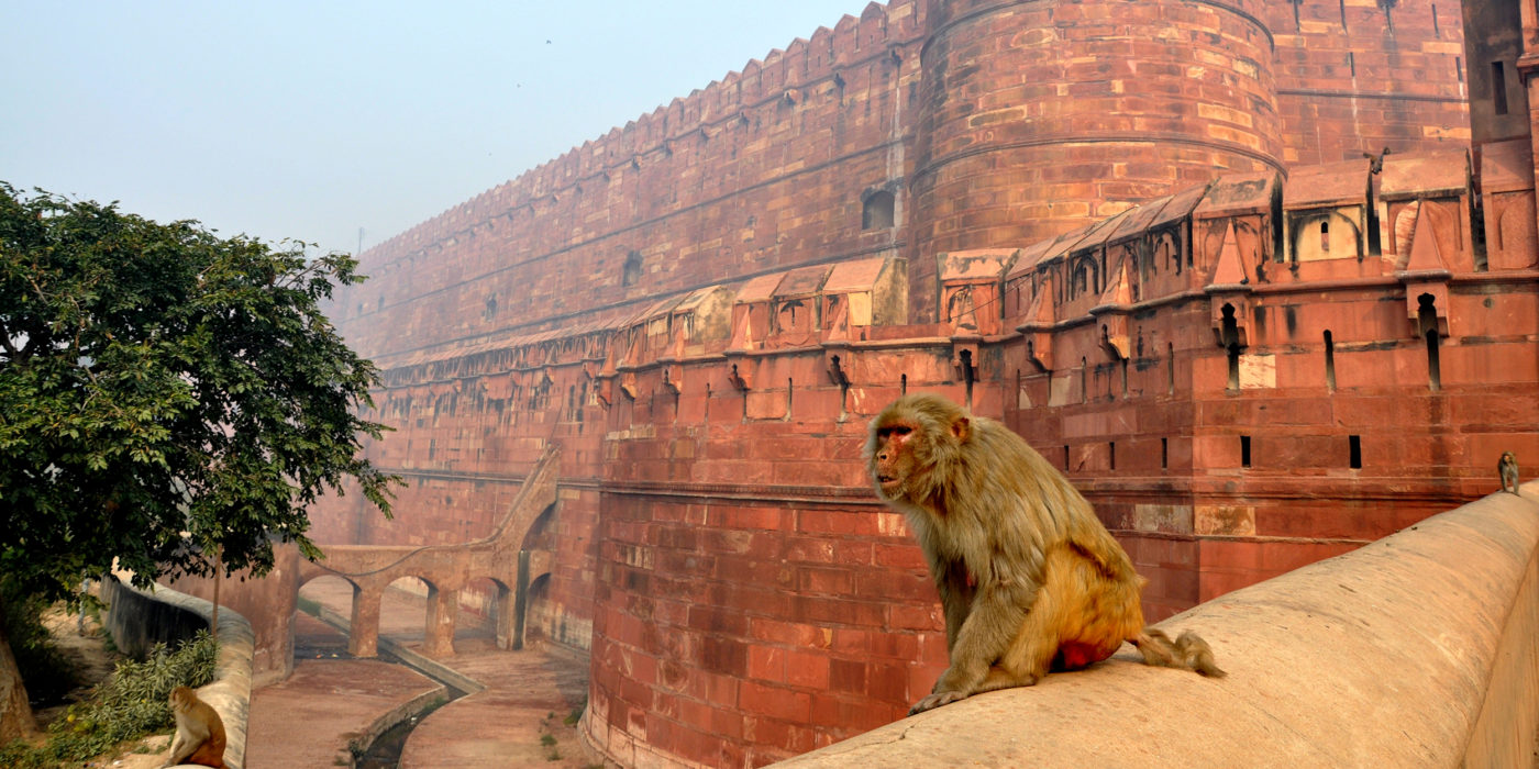 monkey-magot-animals-the-red-fort