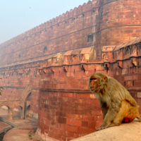 monkey-magot-animals-the-red-fort