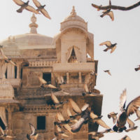 Udaipur_India_Tours_Travel_Architecture_birds