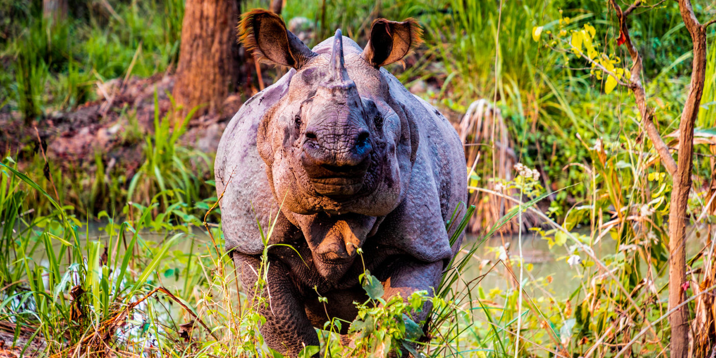 Chitwan-park-safari-nepal-tours-rhino-wildlife