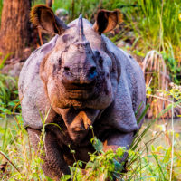 Chitwan-park-safari-nepal-tours-rhino-wildlife