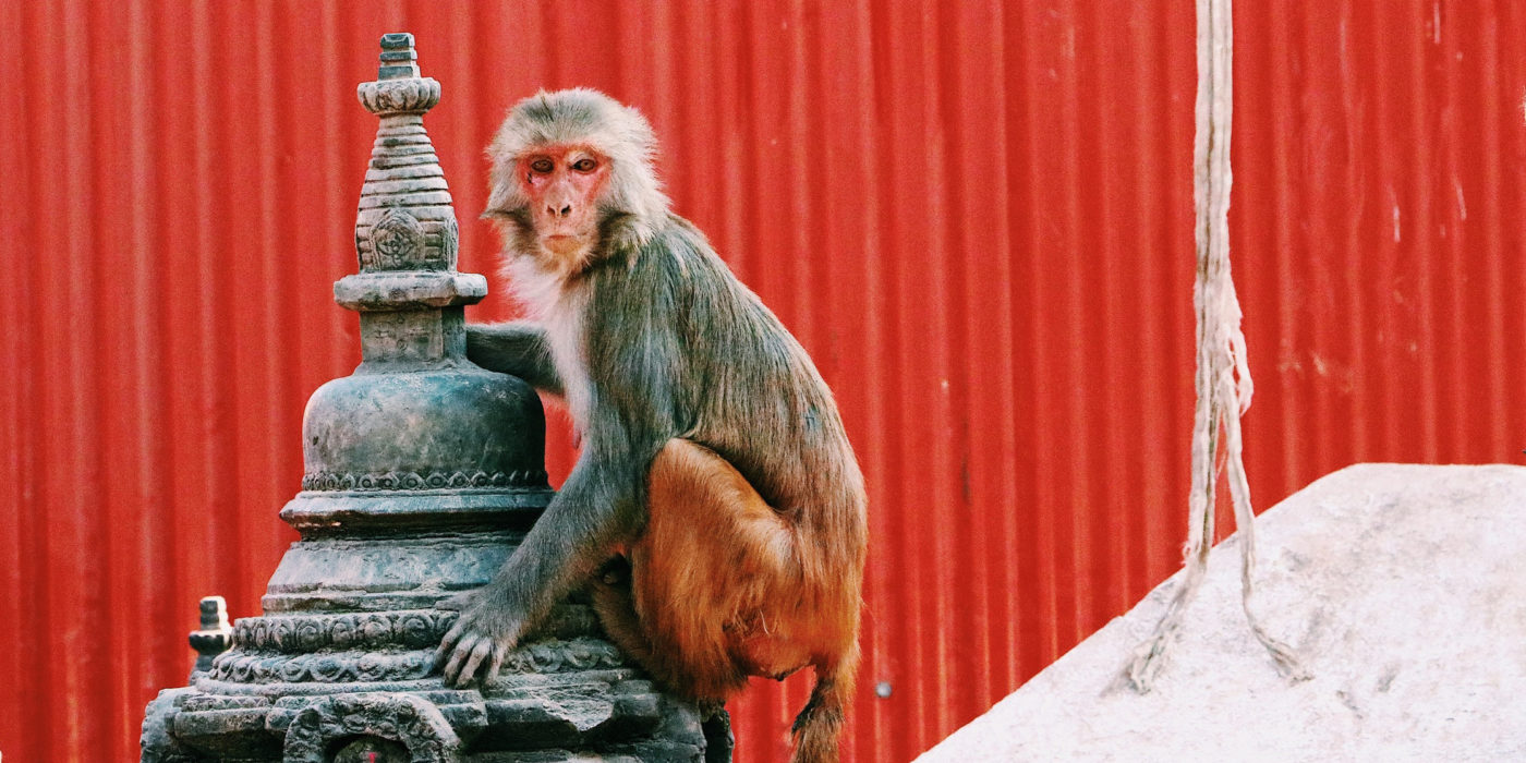 kathmandu-monkey-nepal-tour