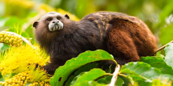 Amazon_cruise_Peru_tours_wildlife_monkey_nature