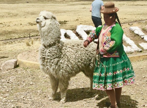 lake_titicaca_yampu_Peru_tours_jane_trombley_3_score_and_more_alpaca_Local