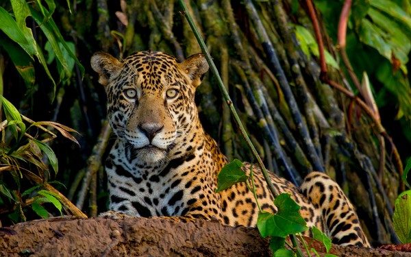 rainforest_expeditions_Amazon_river_Peru_wildlife_viewing_Jaguar_Tambopata_Rive