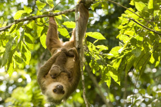 El-Otro-Lado-sloth-baby-Panama