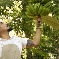 Isla-Palenque-Panama-garden-bananas-food